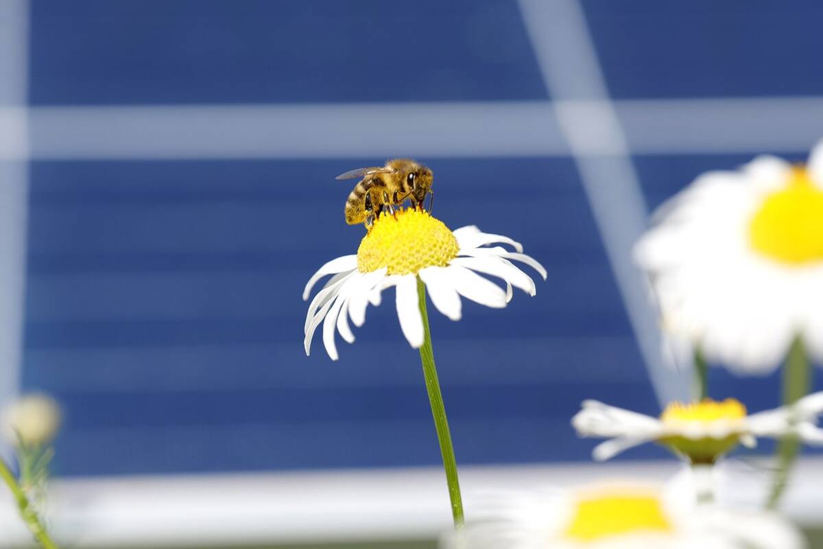 Symbolbild Solarpark Bienen