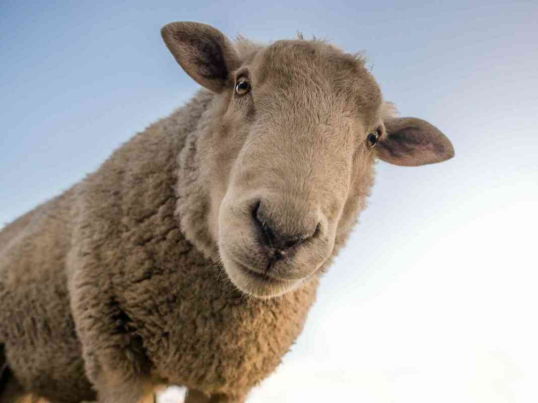 Landwirtschaft - Schaf